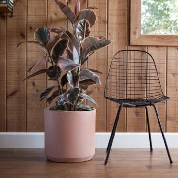 Indoor garden – Cacti love!
